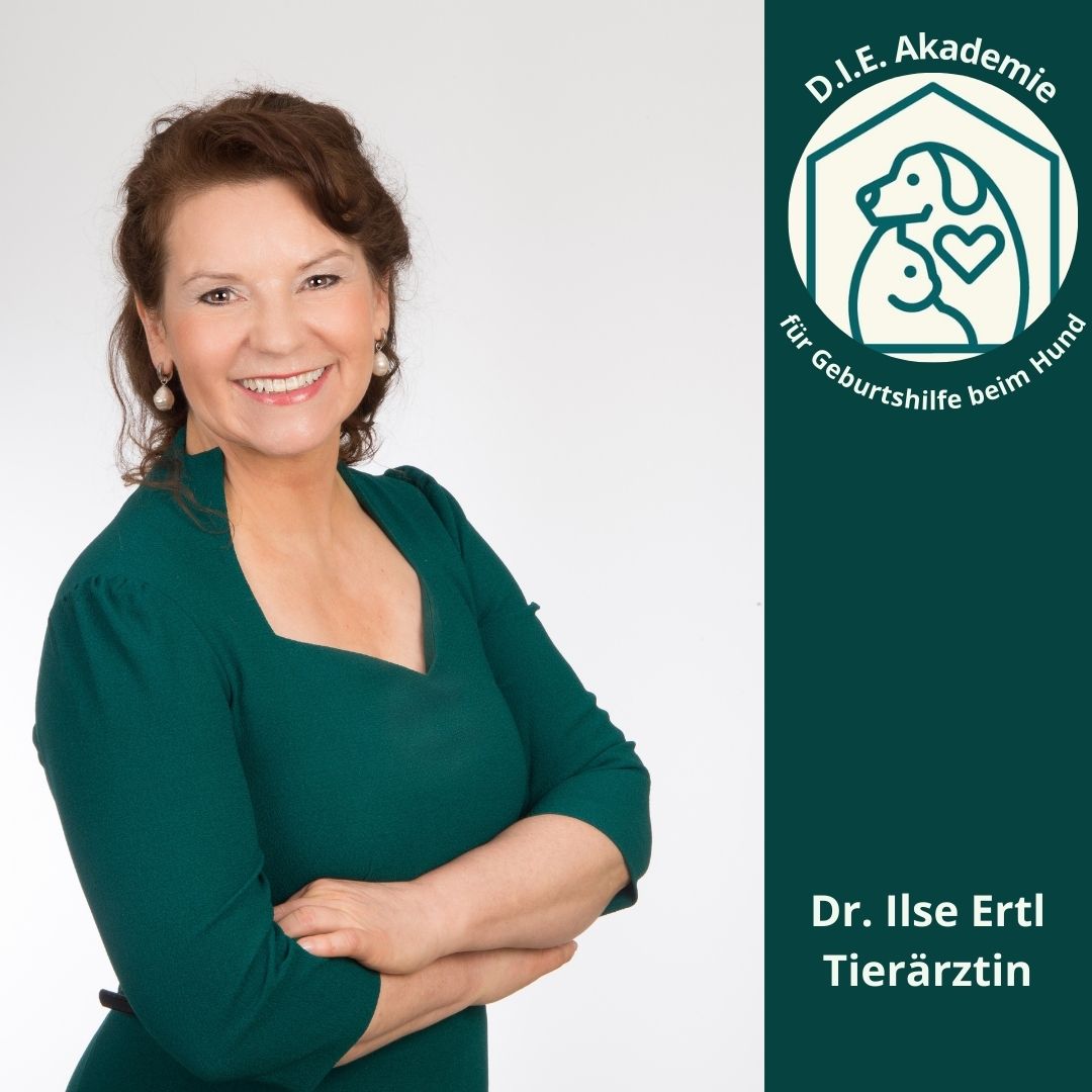 DR. ILSE ERTL TIERÄRZTIN-AKADEMIE HUNDEGEBURT-kostenloses Webinar (1)
